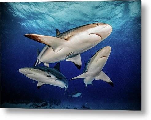 Reef Trio - Metal Print Metal Print 1ArtCollection