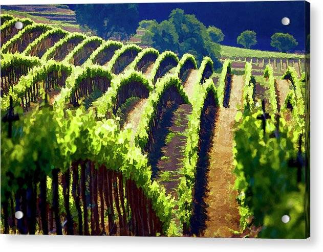 Rolling Vineyard - Acrylic Print Acrylic Print 1ArtCollection