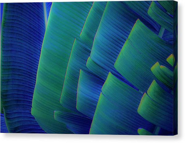 Travellers Palm Design - Canvas Print Canvas Print 1ArtCollection