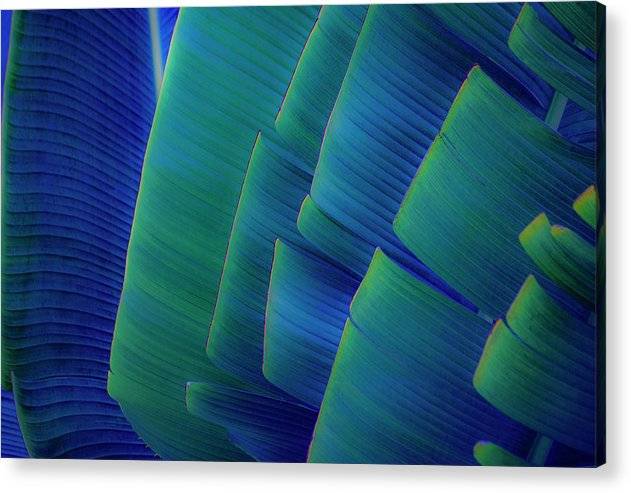 Travellers Palm Design - Acrylic Print Acrylic Print 1ArtCollection