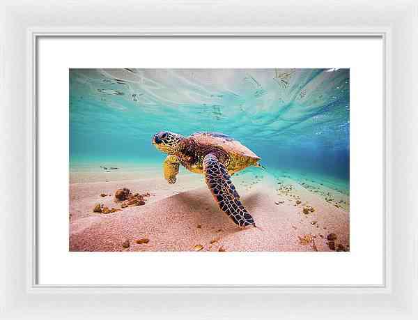 Cococ Crisp - Framed Print Framed Print 1ArtCollection