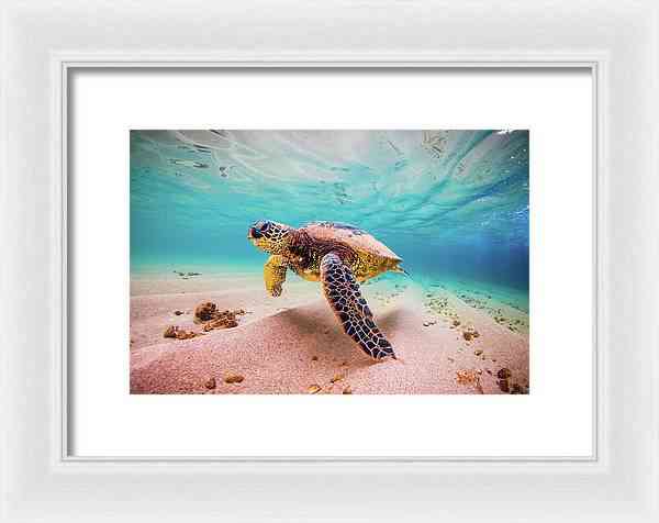 Cococ Crisp - Framed Print Framed Print 1ArtCollection