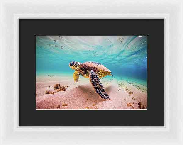 Cococ Crisp - Framed Print Framed Print 1ArtCollection