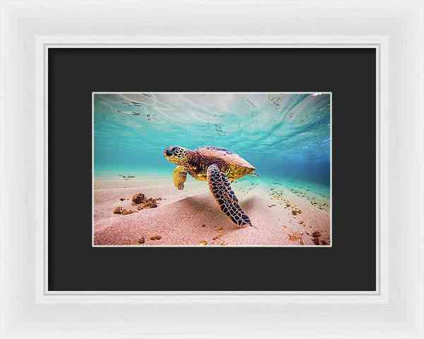 Cococ Crisp - Framed Print Framed Print 1ArtCollection