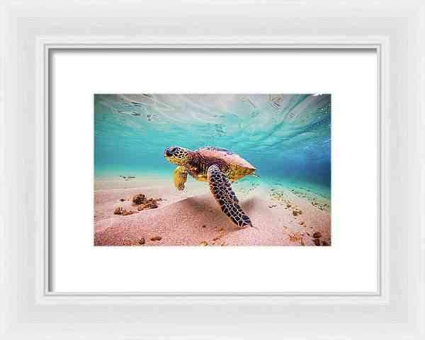 Cococ Crisp - Framed Print Framed Print 1ArtCollection