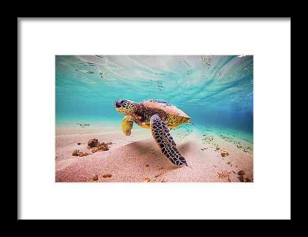 Cococ Crisp - Framed Print Framed Print 1ArtCollection