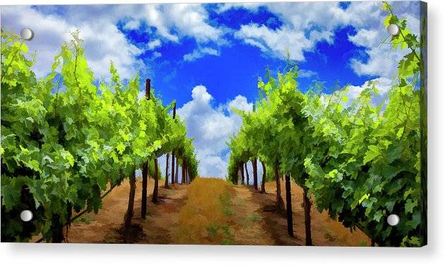 Vineyard Path - Acrylic Print Acrylic Print 1ArtCollection