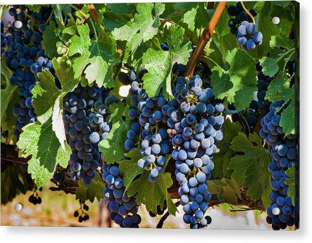 Wine Grapes Ready for Harvest - Acrylic Print Acrylic Print 1ArtCollection