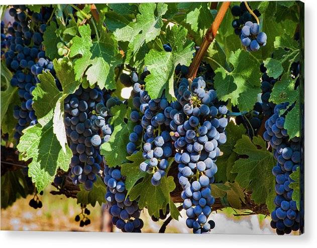 Wine Grapes Ready for Harvest - Acrylic Print Acrylic Print 1ArtCollection